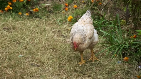 Chicken and chicks in Nepal Stock Footage 144863319
