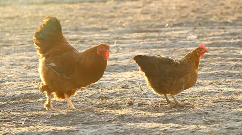 Chicken and  Cockerel Stock-Footage 33183116