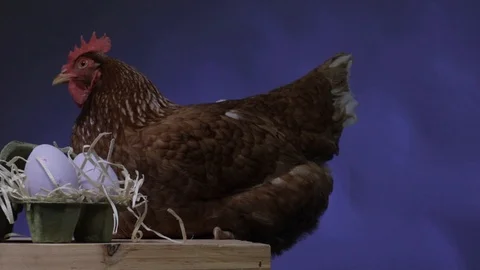 Chicken and colored eggs Stock Footage 124823018