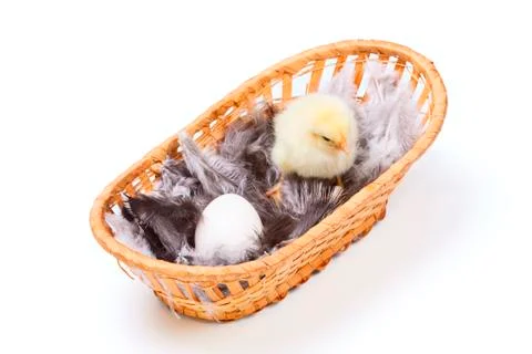 Chicken and egg Stock Photos