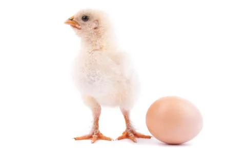 Chicken and egg. Stock Photos
