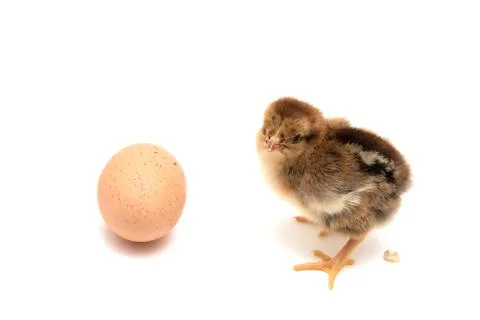 Chicken and egg on white background Stock Photos