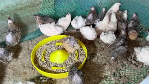 Chicken and eggs, Group of young quails eating feed Stock Footage 302642931