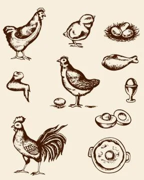 Chicken and eggs Stock Illustration