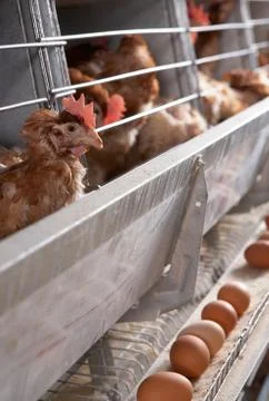 Chicken and eggs Stock Photos
