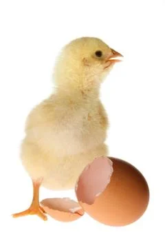 Chicken and Eggshell Stock Photos