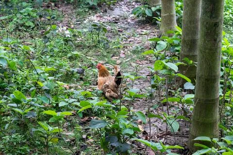 A chicken and her chicks explore a lush green forest with tall trees and dense Stock-Fotos