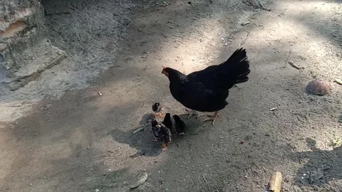 Chicken and its children Stock Footage 272194907