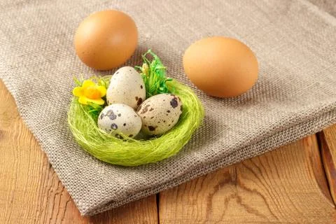 Chicken and quail eggs with a green nest Stock Photos