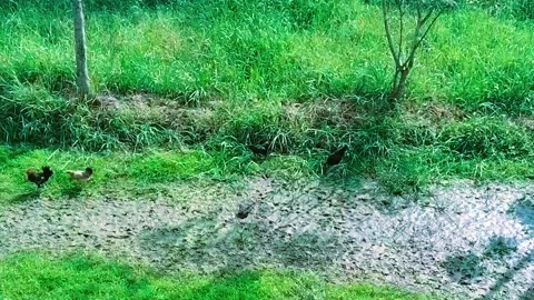 Chicken and rooster are playing in green field HD video Stock Footage 303280694