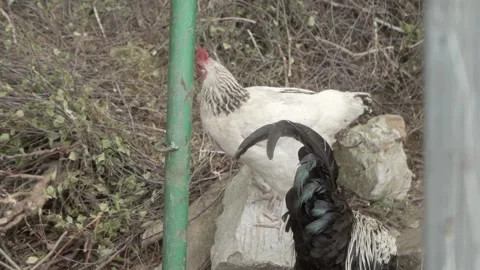 A chicken and a rooster are walking free range. Poultry farming in agriculture. Stock Footage 276836166