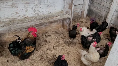 Chicken and rooster on the farm Video stock 195095355