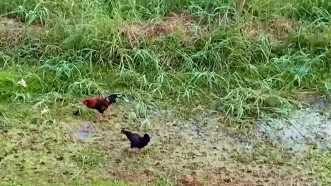 Chicken and rooster walking the field and feeding Stock Footage 302641468