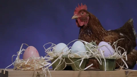 A chicken and some eggs, easter celebration eggs Stock Footage 124824721
