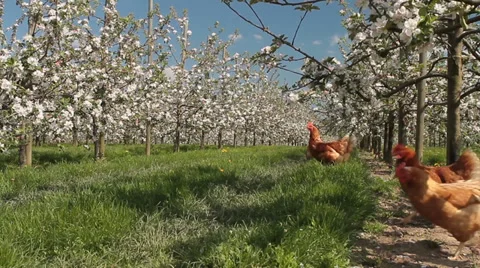 Chicken in an apple orchard Vídeos de archivo 37585337