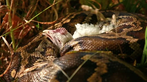 Chicken in the arms of a Python Stock Footage