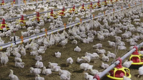 Chicken automatic feeding in close farm, temperature and light control , Thai Stock Footage 222092749