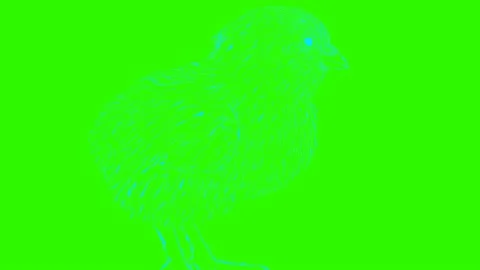 Chicken baby animation Stock Footage 167205015