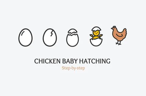 Chicken Baby Hatching Concept with Thin Line Icons. Vector Stockillustratie