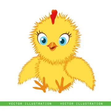 Chicken baby  Stock Illustration