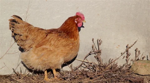 Chicken on the background wall Video stock 58664884
