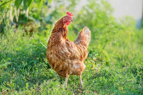 Chicken in the backyard. On an evening walk. Stock Photos
