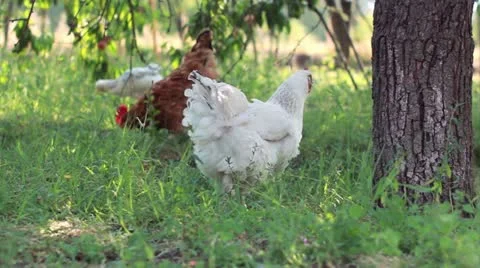 Chicken in the backyard Video stock 11614527