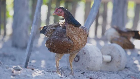 Chicken in a backyard Stock Footage 128140982