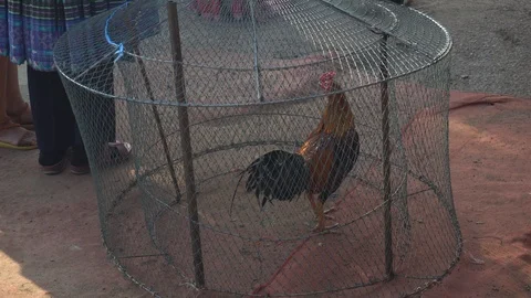 Chicken in the bamboo cage. Stock Footage 123527530