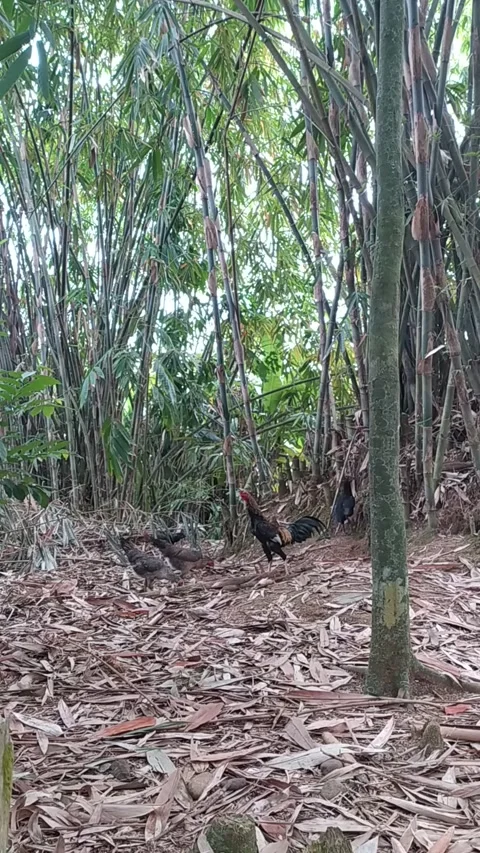 Chicken in bamboo field Video stock 222158261