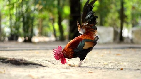 Chicken bantam in morning Stock Footage 73209413