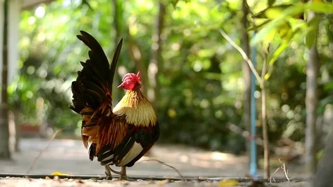 Chicken bantam in morning Stock Footage 73209419