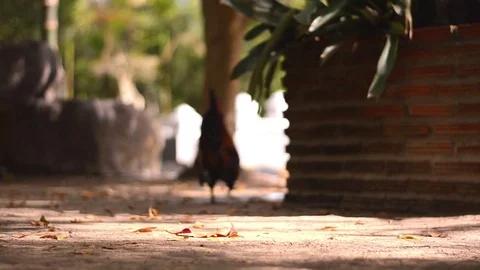 Chicken bantam in morning Stock Footage 73209423
