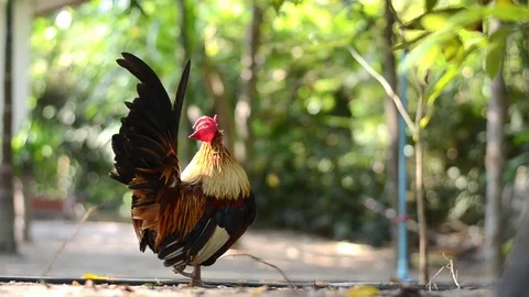 Chicken bantam in morning Stock Footage 73209424