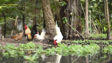 Chicken bantam in morning Stock Footage 73209433