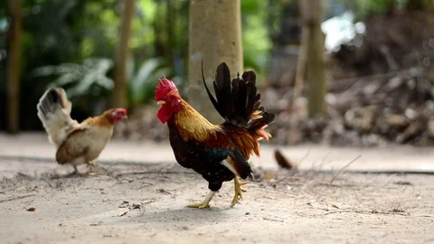 Chicken bantam in morning Stock Footage 73209444