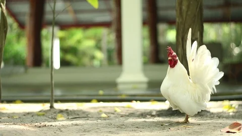 Chicken bantam in morning Stock Footage 73209452