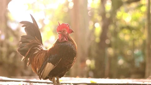 Chicken bantam in morning Stock Footage 73209464
