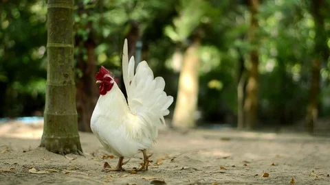 Chicken bantam in morning Stock Footage 73209489