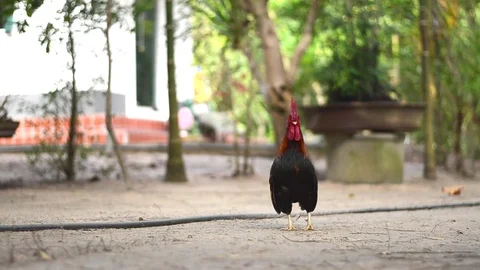 Chicken bantam in morning Stock Footage 73209590