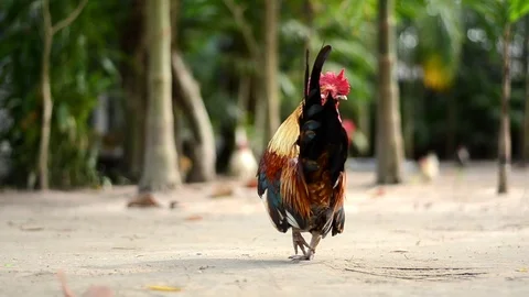 Chicken bantam in morning Stock Footage 73209639