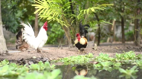 Chicken bantam in morning Stock Footage 73209703