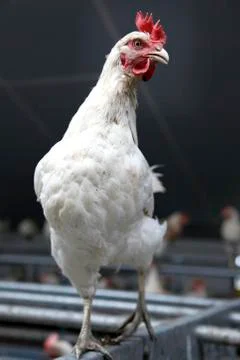 Chicken in barn Stock Photos