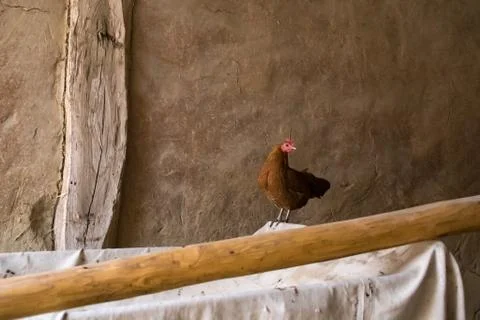 Chicken in a barn Stock Photos