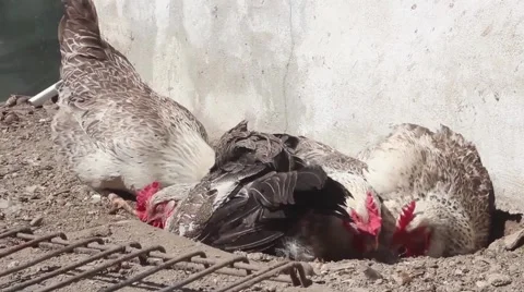 Chicken bask in the sun Vídeos de archivo 51176670