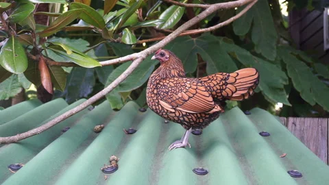 Chicken with beautiful patterning part 1 of 2 Stock Footage 146714950
