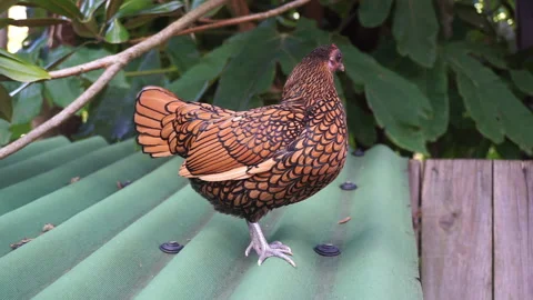 Chicken with beautiful patterning part 2 of 2 Stock Footage 146716339