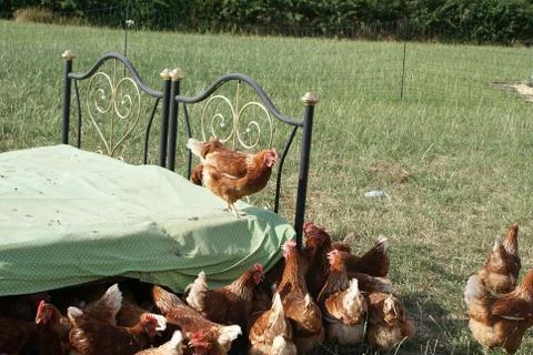 The chicken on the bed makes a speech to the chickens Stock Photos