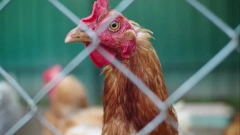 The chicken behind bars looks around with its neck stretched out Stock Footage 270089662