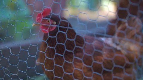 Chicken Behind Chicken Wire Stock Footage 94877210
